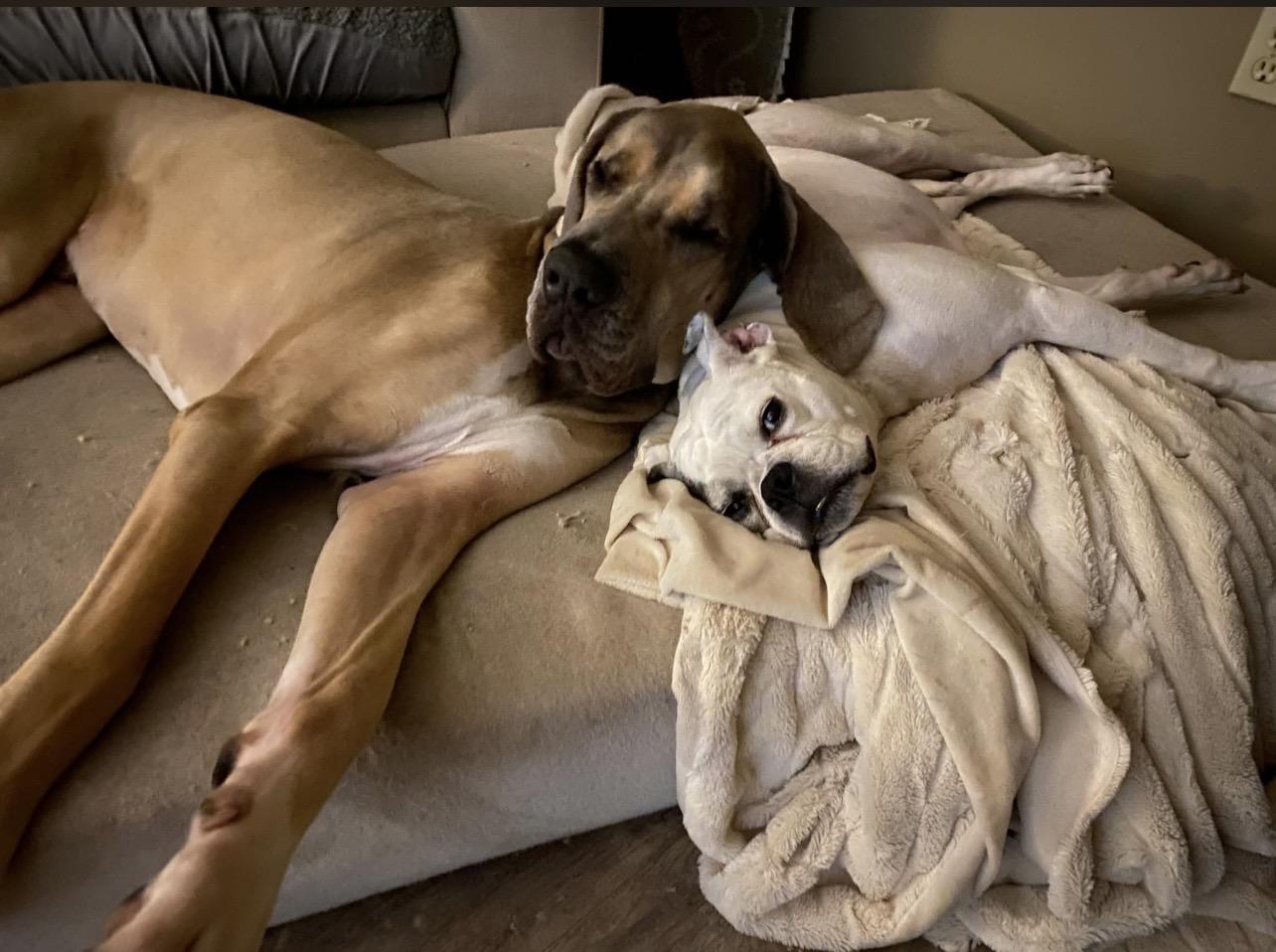 Lenny, a ADOPTABLE Great Dane in Bonneau, SC image 4/6
