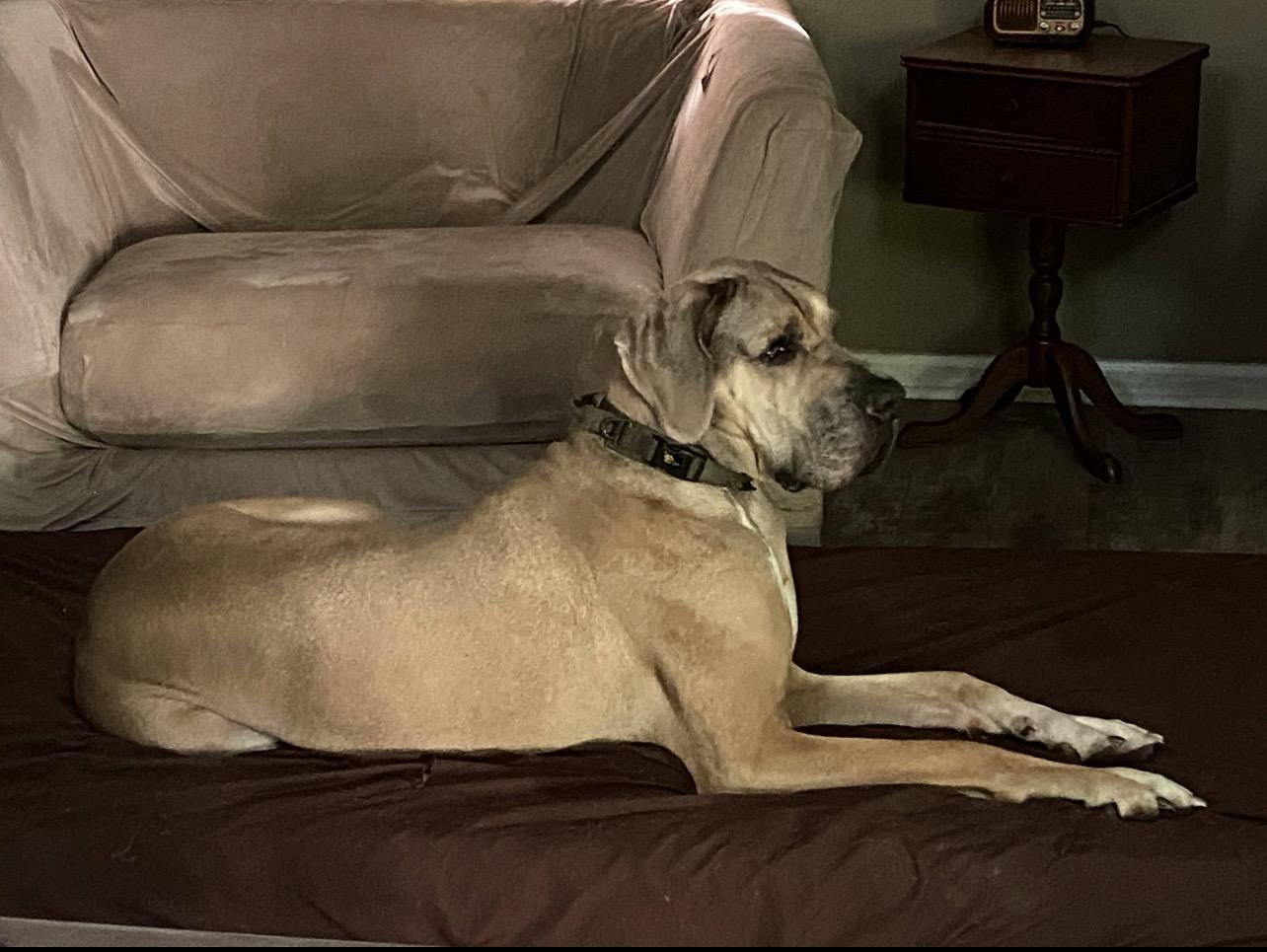 Lenny, a ADOPTABLE Great Dane in Bonneau, SC image 5/6