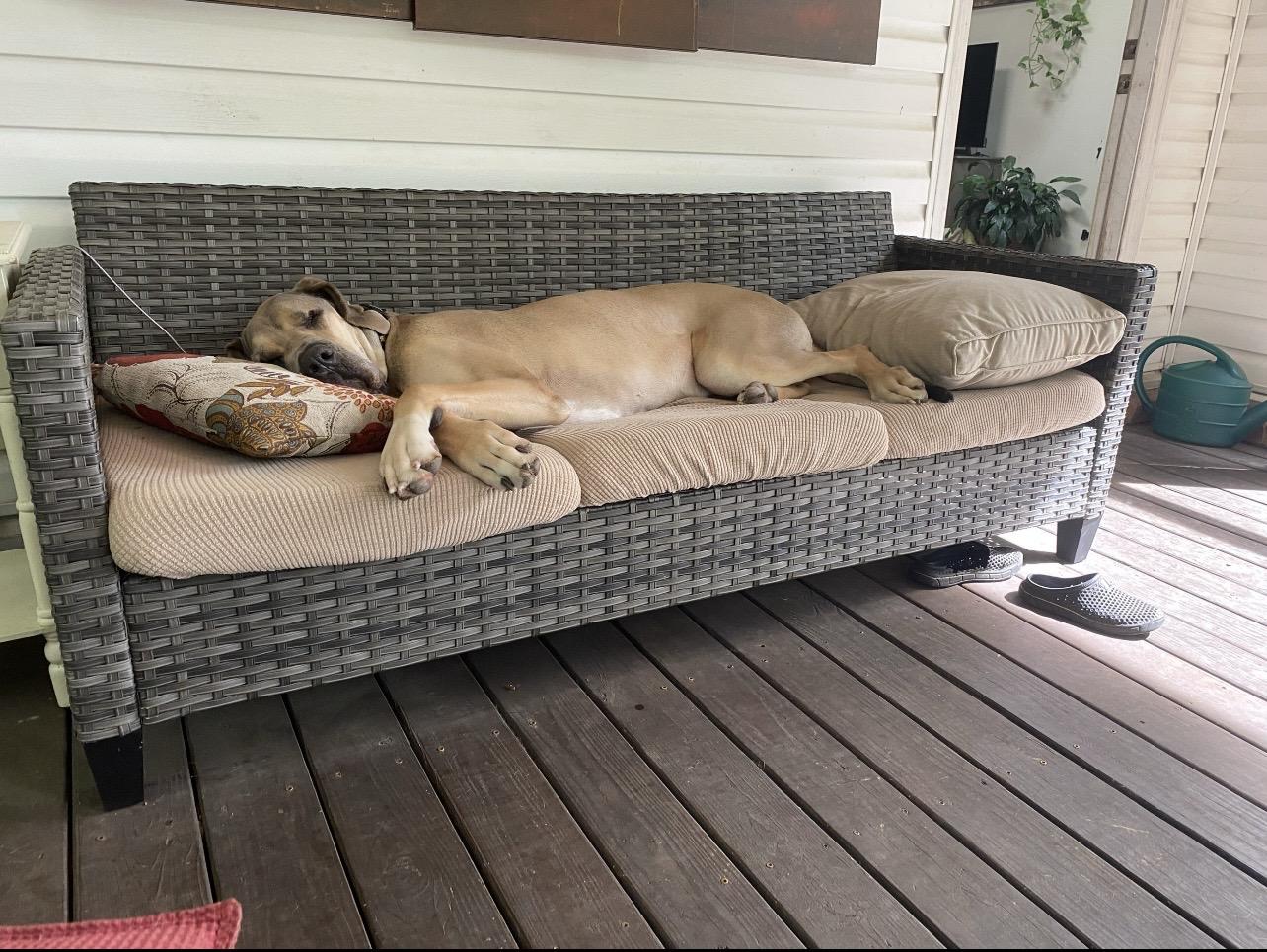 Lenny, a ADOPTABLE Great Dane in Bonneau, SC image 3/6