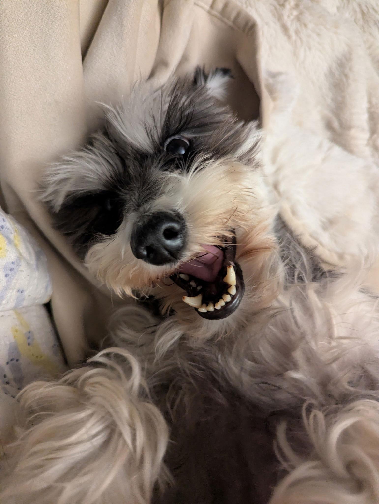 Gretchen, Adoptable, Adult Female Schnauzer.