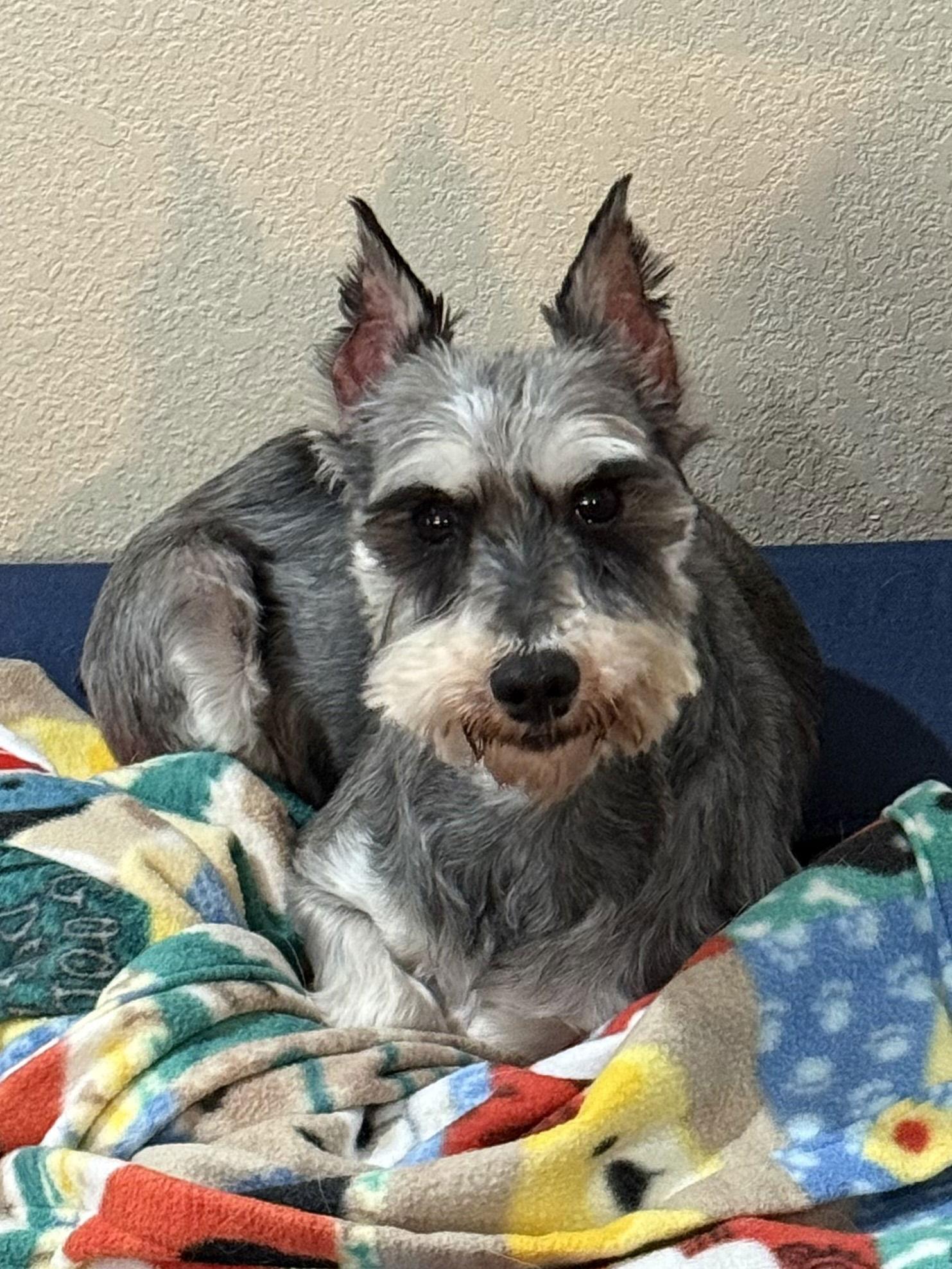 Gretchen, a Adoptable Schnauzer image 3/3