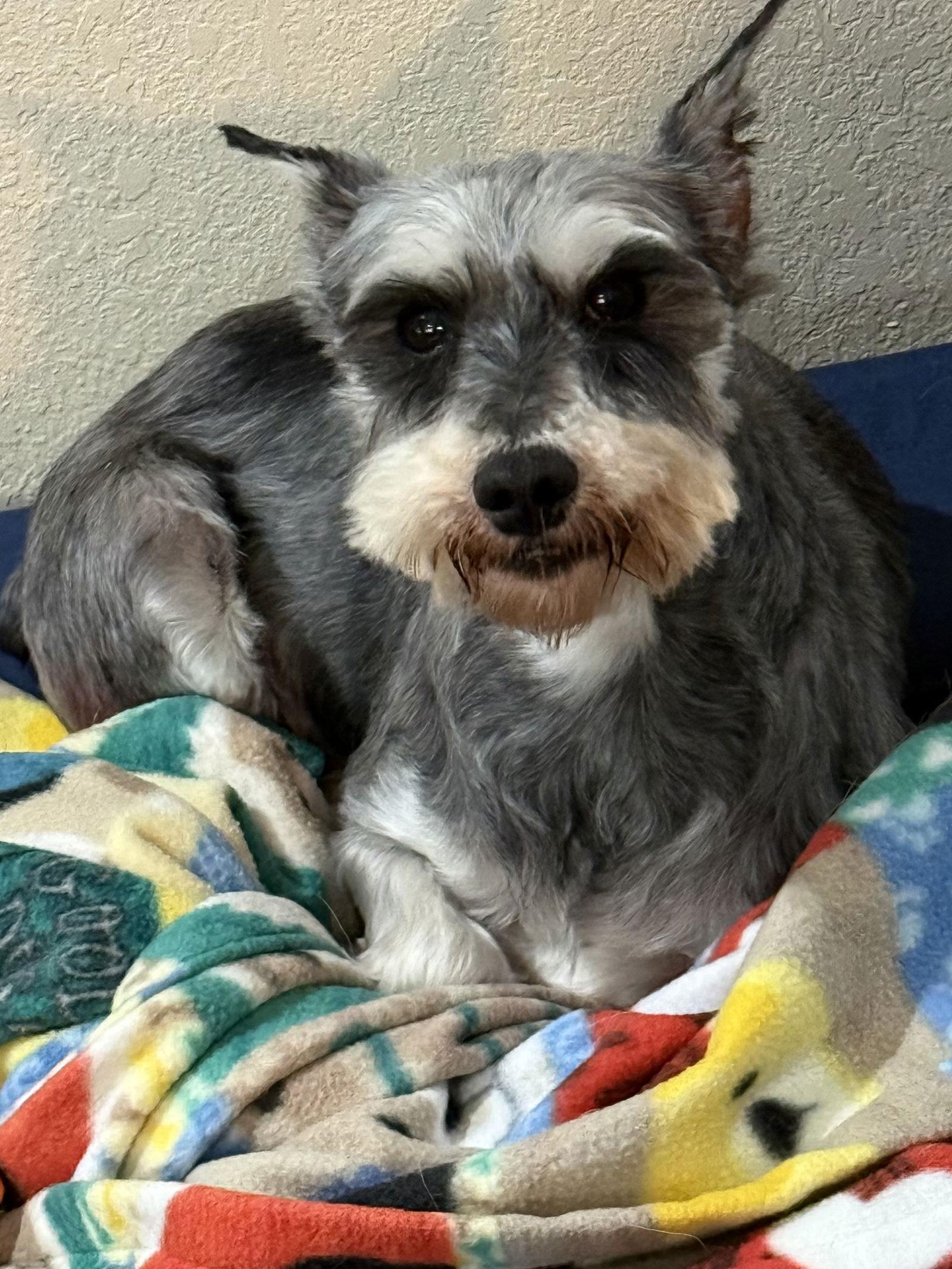 Enlarge Gretchen, a Adoptable Schnauzer in Brandon, SD image 3/3