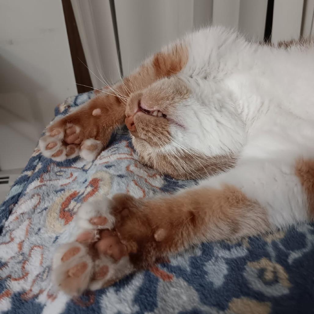 Enlarge Garfield Toby, a Adoptable Domestic Short Hair in Minneapolis , MN image 2/6
