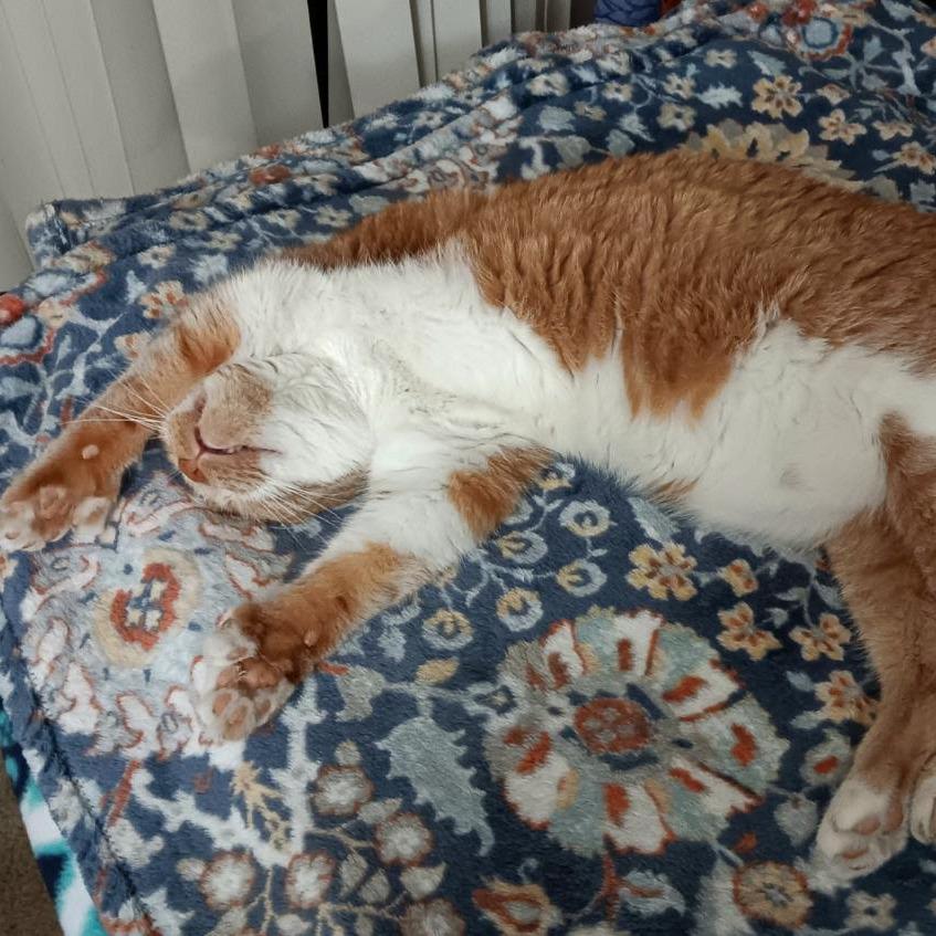 Enlarge Garfield Toby, a Adoptable Domestic Short Hair in Minneapolis , MN image 3/6