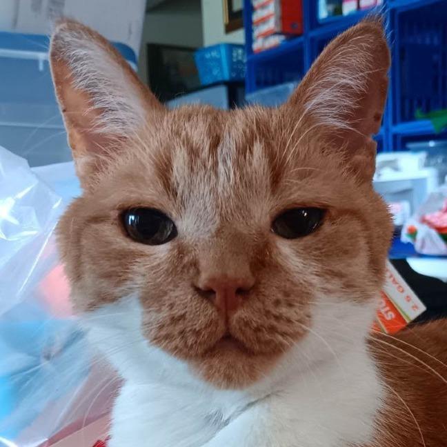 Enlarge Garfield Toby, a Adoptable Domestic Short Hair in Minneapolis , MN image 1/6