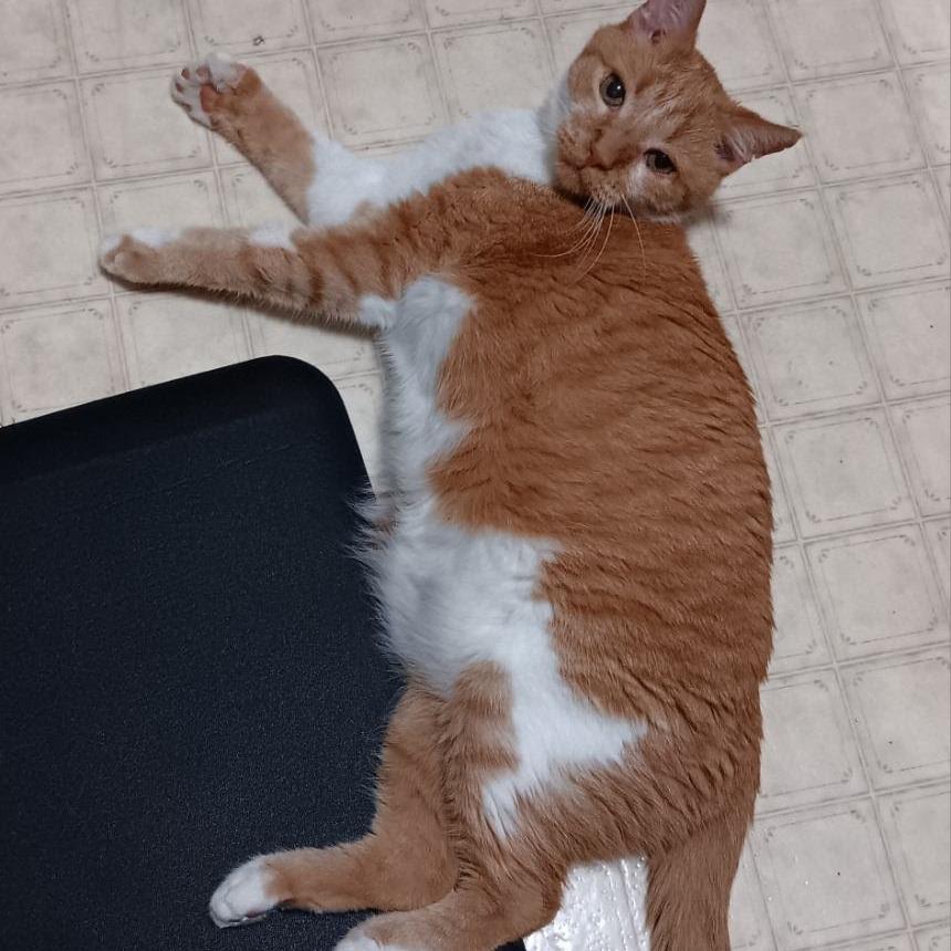 Enlarge Garfield Toby, a Adoptable Domestic Short Hair in Minneapolis , MN image 4/6
