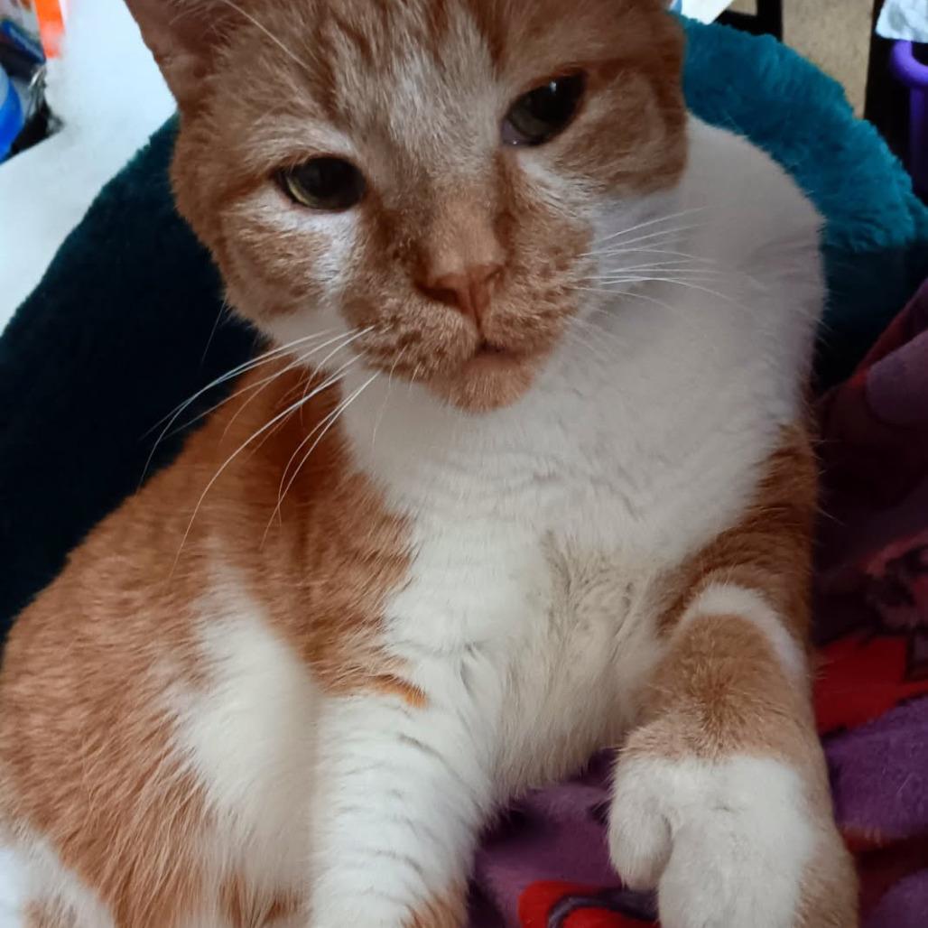 Enlarge Garfield Toby, a Adoptable Domestic Short Hair in Minneapolis , MN image 5/6