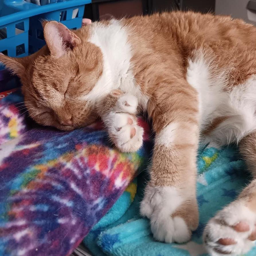 Enlarge Garfield Toby, a Adoptable Domestic Short Hair in Minneapolis , MN image 6/6