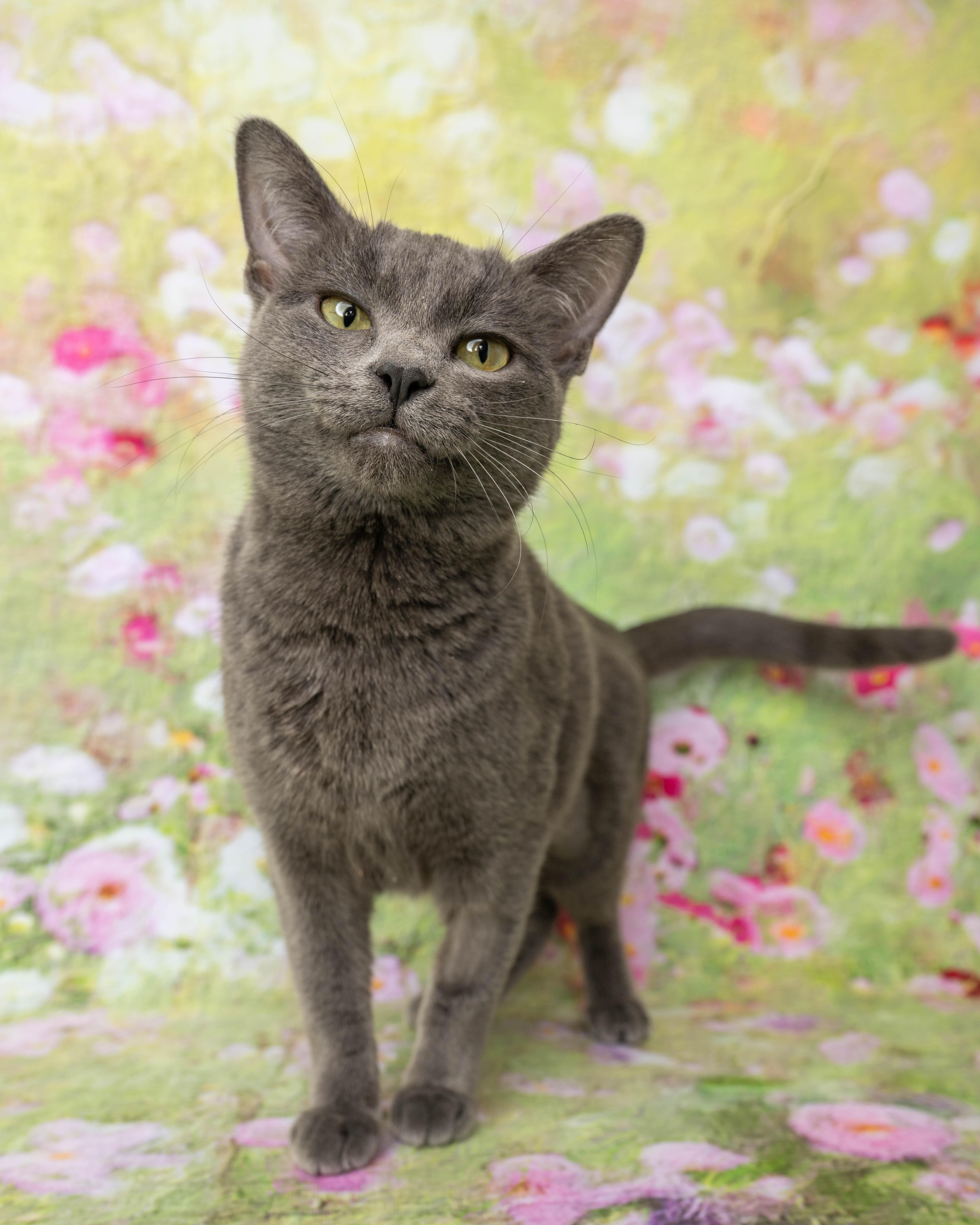 Diva, ADOPTABLE, Adult Female Domestic Short Hair.