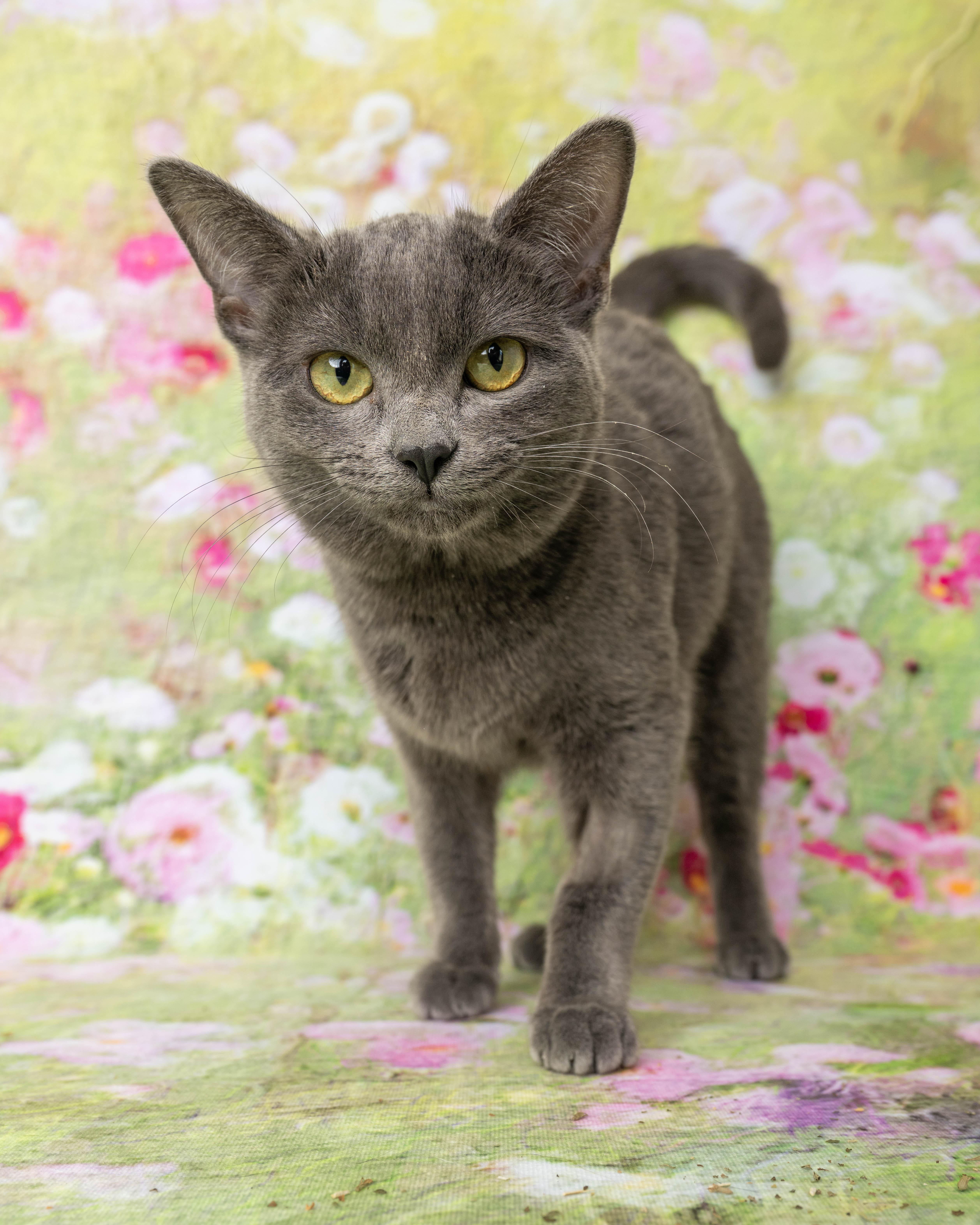 Enlarge Diva, a ADOPTABLE Domestic Short Hair in Rock Springs, WY image 4/4