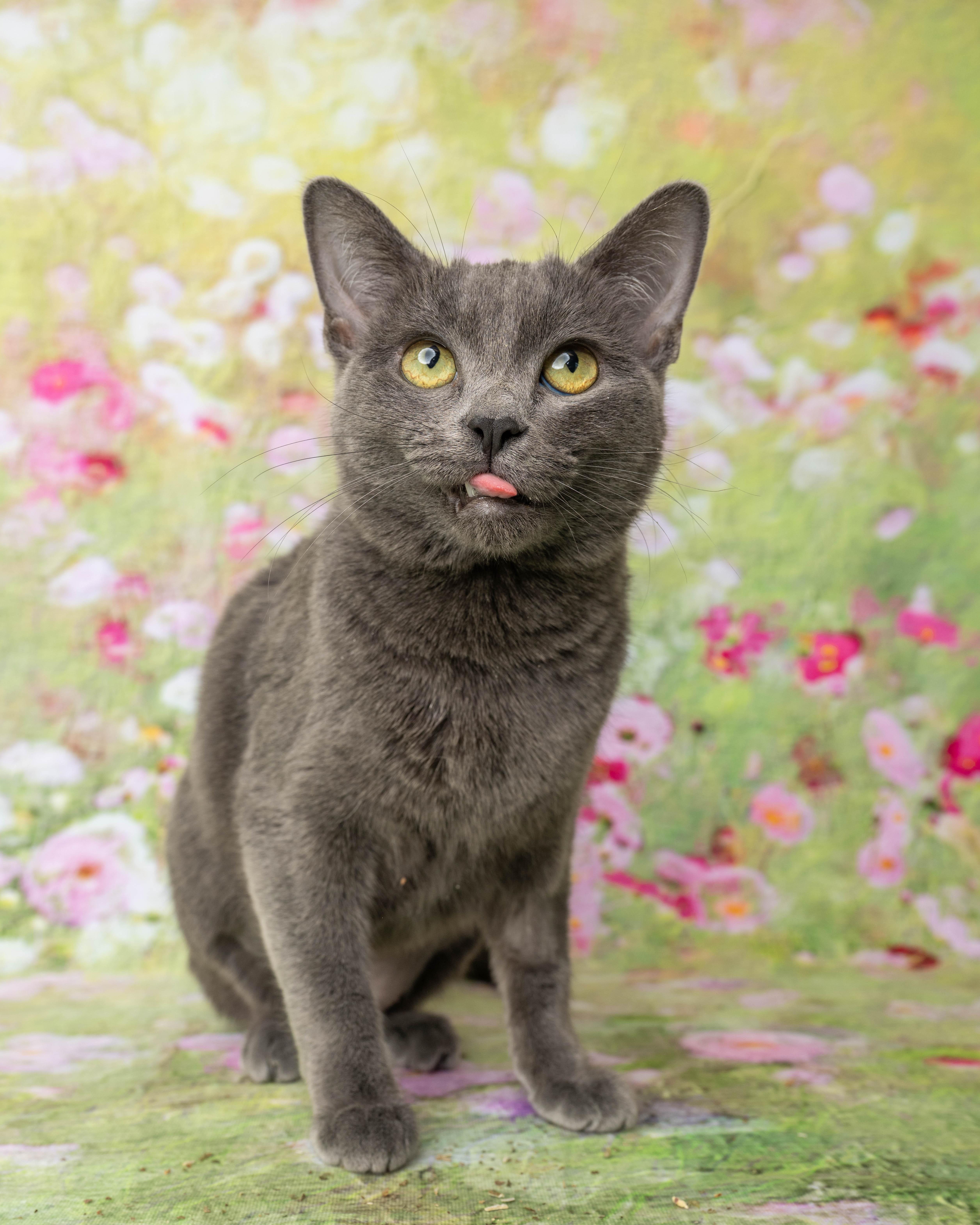 Enlarge Diva, a ADOPTABLE Domestic Short Hair in Rock Springs, WY image 3/4