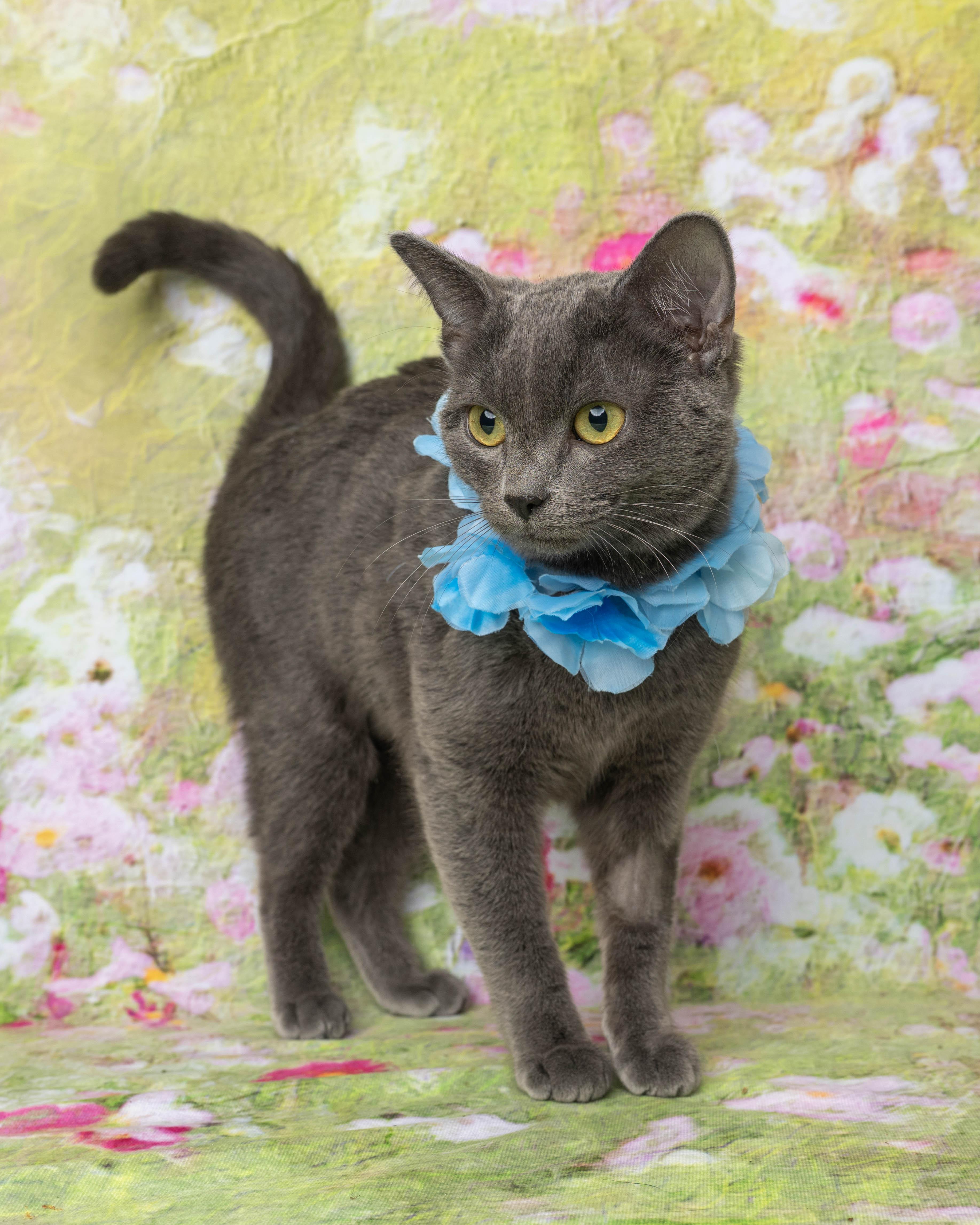 Enlarge Diva, a ADOPTABLE Domestic Short Hair in Rock Springs, WY image 2/4