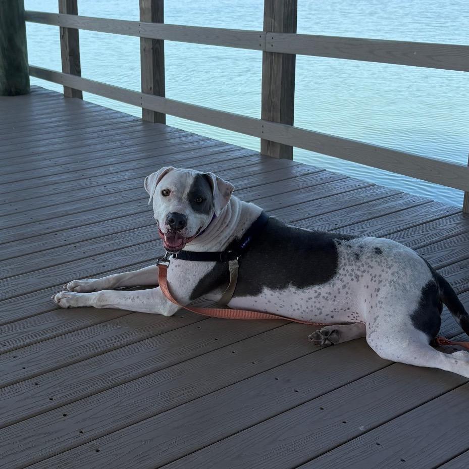 Chase, Adoptable, Adult Male Mixed Breed.