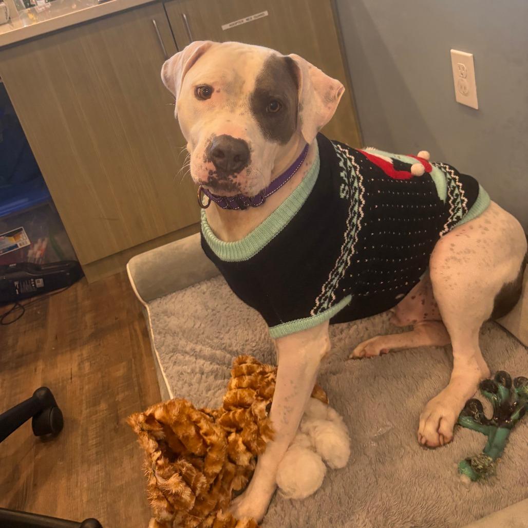 Enlarge Chase, a Adoptable Mixed Breed in Naples, FL image 3/6