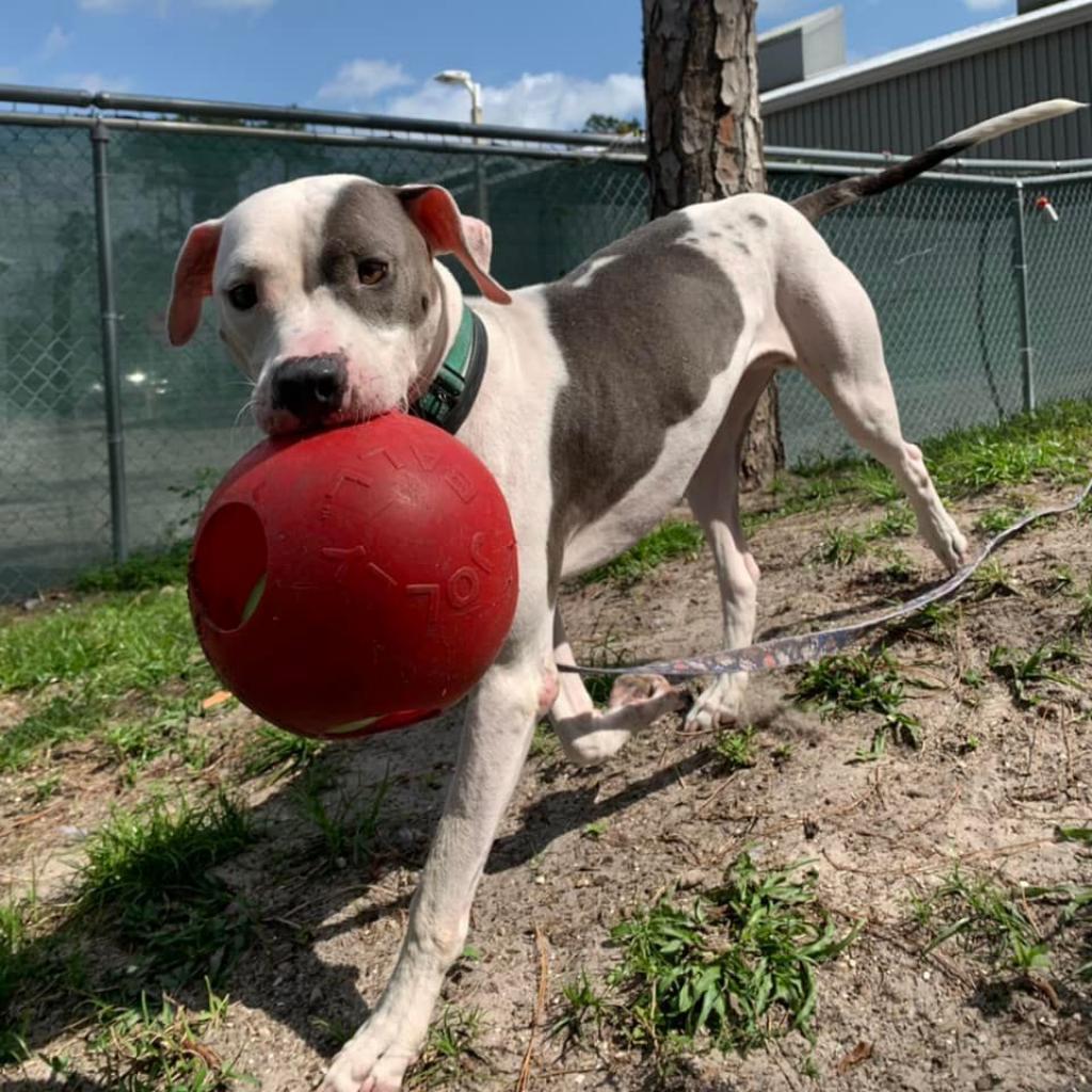 Enlarge Chase, a Adoptable Mixed Breed in Naples, FL image 4/6