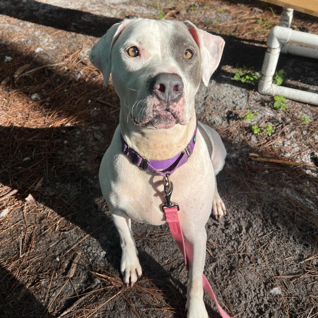 Enlarge Chase, a Adoptable Mixed Breed in Naples, FL image 6/6