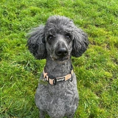 Courtesy Post: Neela, Adoptable, Senior Female Standard Poodle.