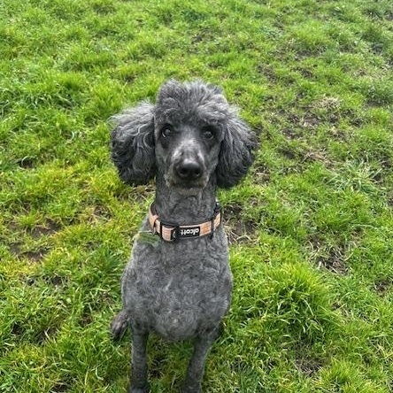 Enlarge Courtesy Post: Neela, a Adoptable Standard Poodle in Sequim, WA image 2/2