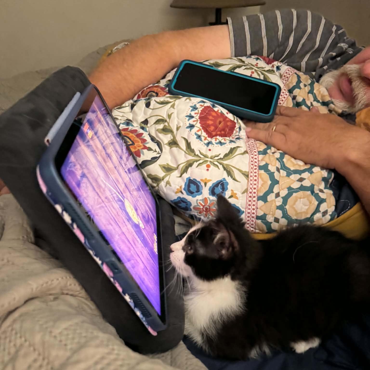 Enlarge Basil, a Adopted Tuxedo in Arnold, MO image 1/5