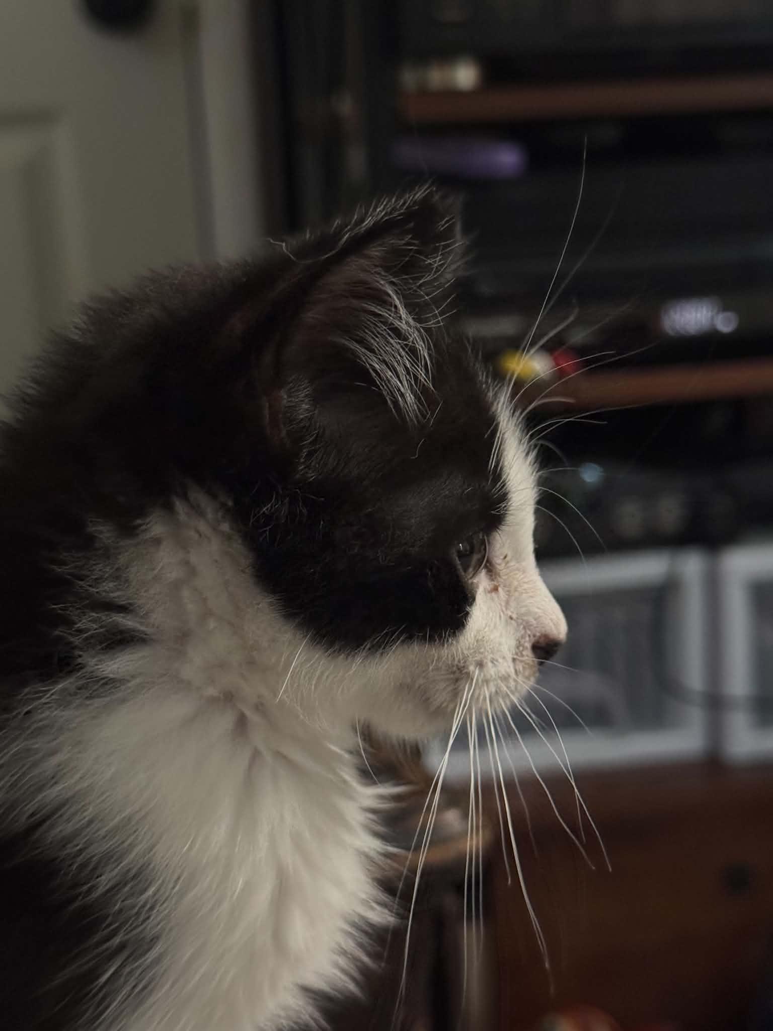 Enlarge Basil, a Adopted Tuxedo in Arnold, MO image 3/5