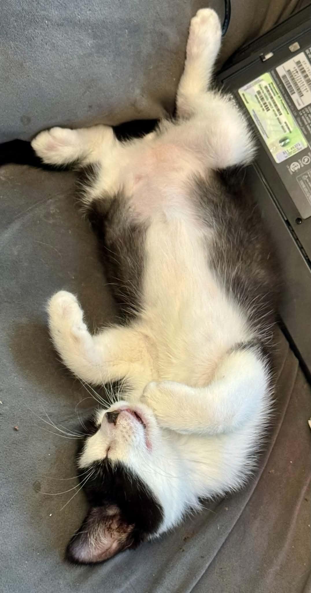 Enlarge Basil, a Adopted Tuxedo in Arnold, MO image 2/5