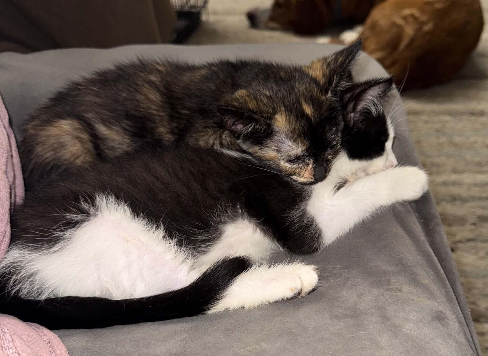 Enlarge Basil, a Adopted Tuxedo in Arnold, MO image 4/5