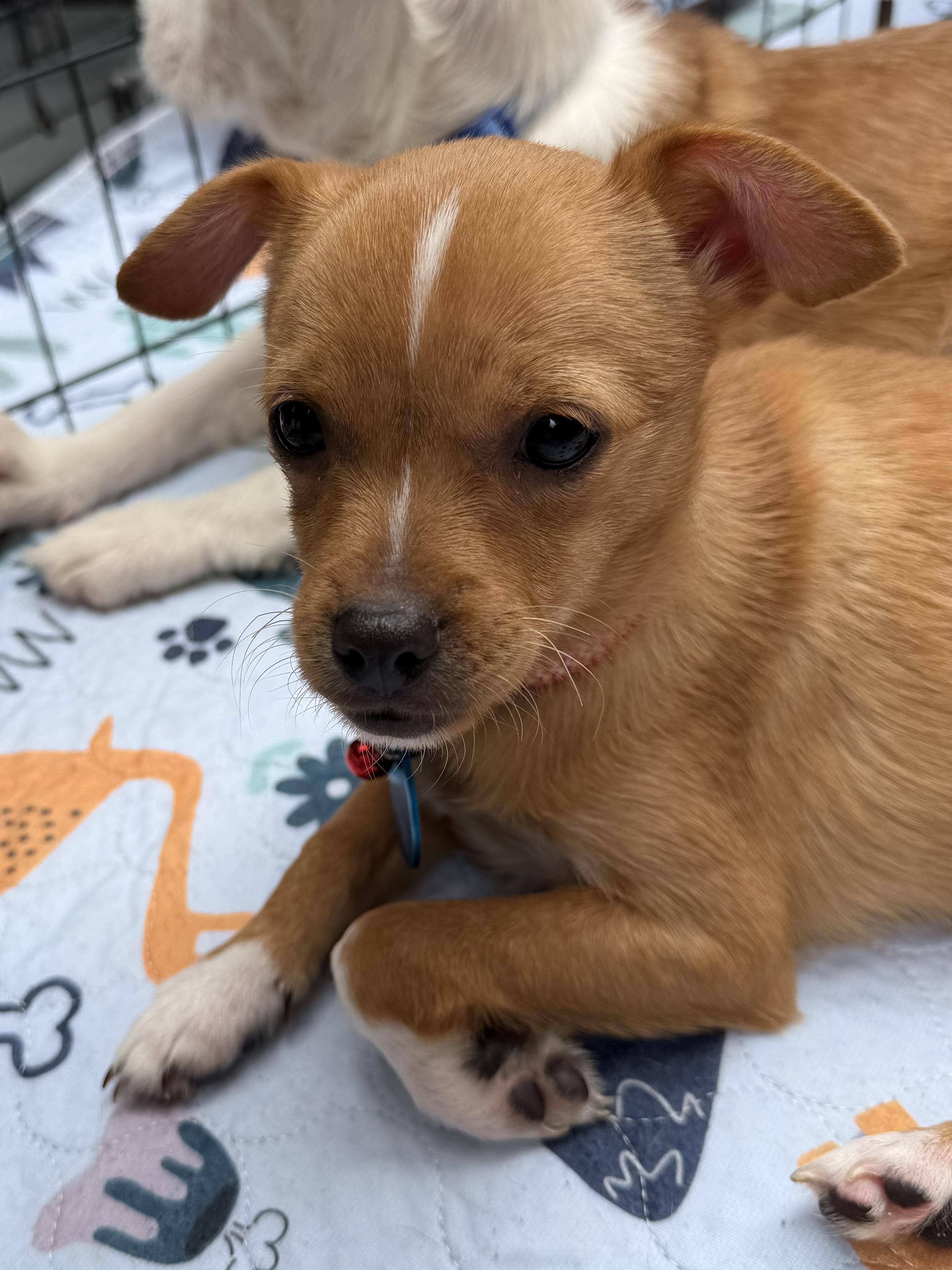 Enlarge Emily, a ADOPTABLE mixed breed in Pasadena, CA image 3/5