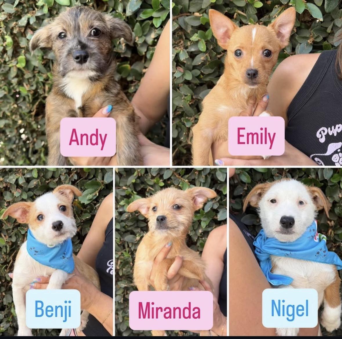 Enlarge Emily, a ADOPTABLE mixed breed in Pasadena, CA image 2/2