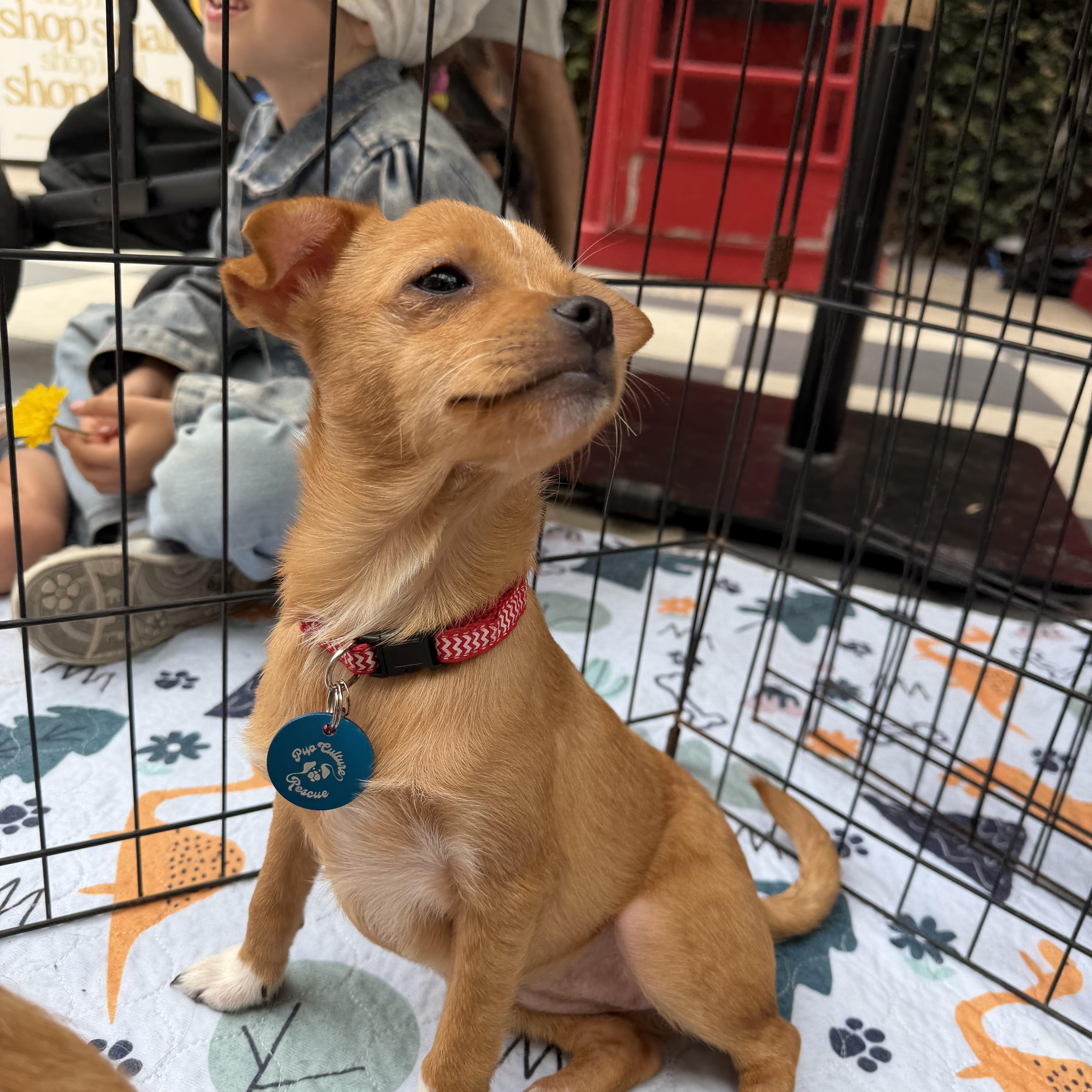Enlarge Emily, a ADOPTABLE mixed breed in Pasadena, CA image 2/5