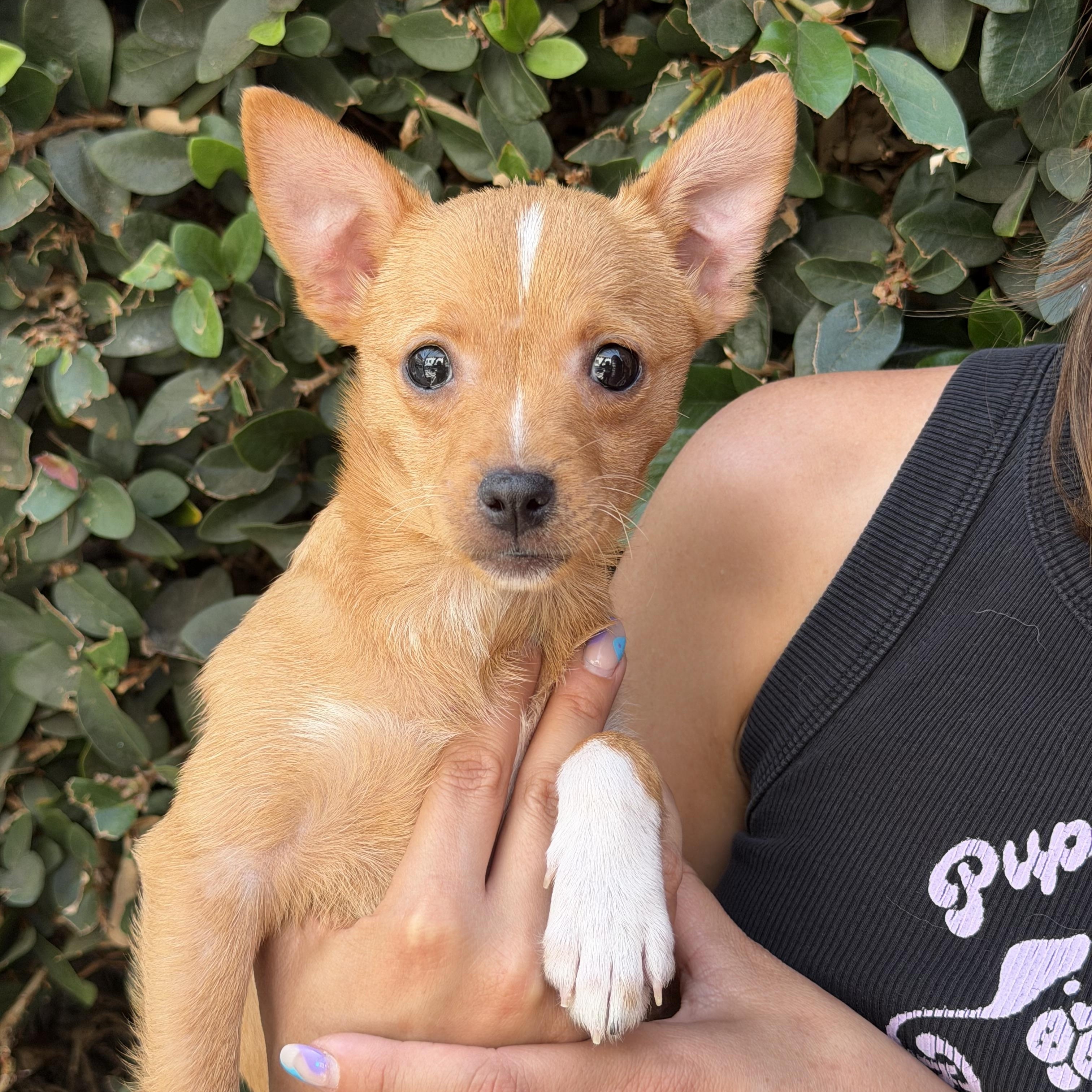 Emily, ADOPTABLE, Puppy Female Terrier.