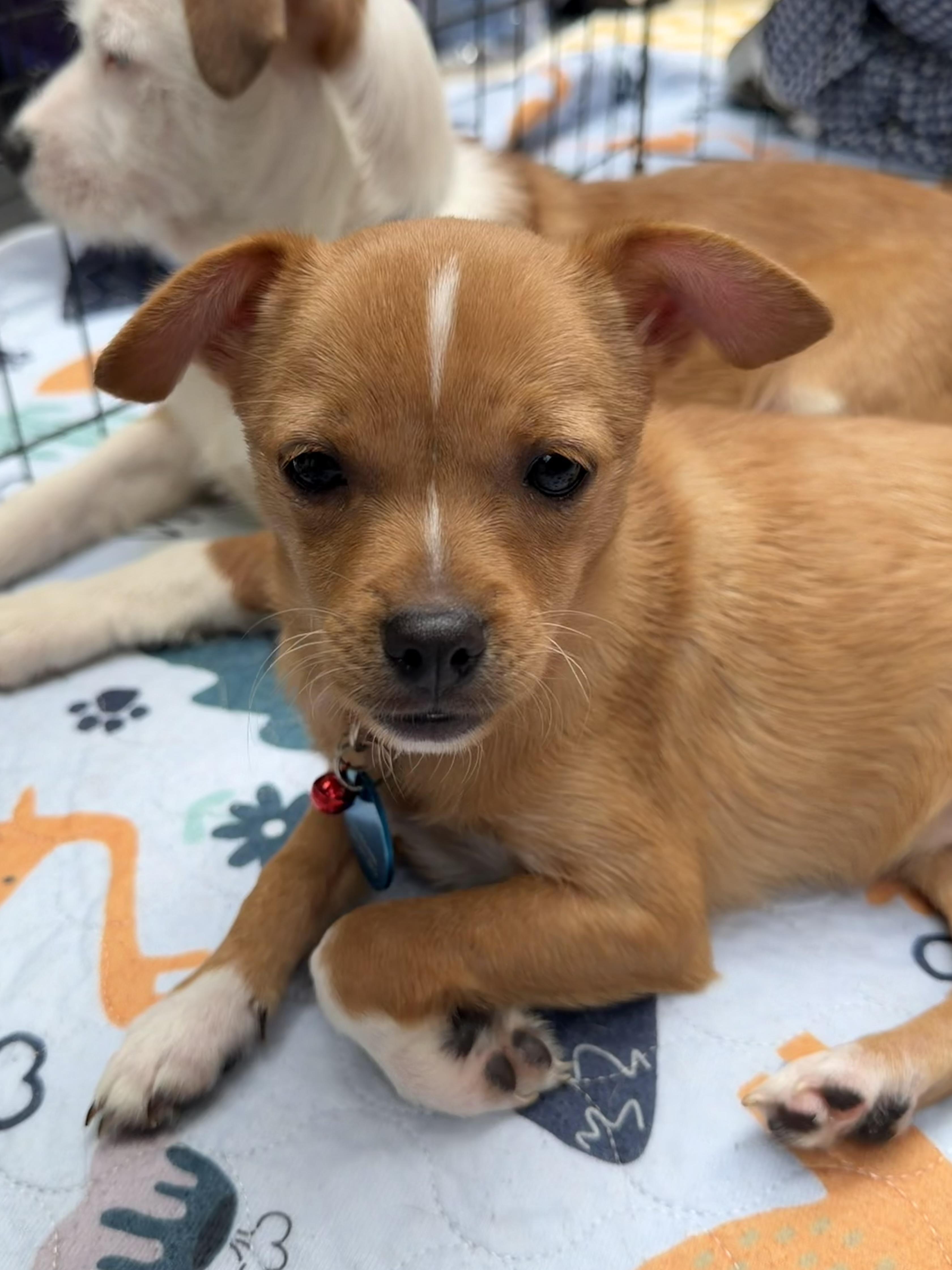 Enlarge Emily, a ADOPTABLE mixed breed in Pasadena, CA image 5/5