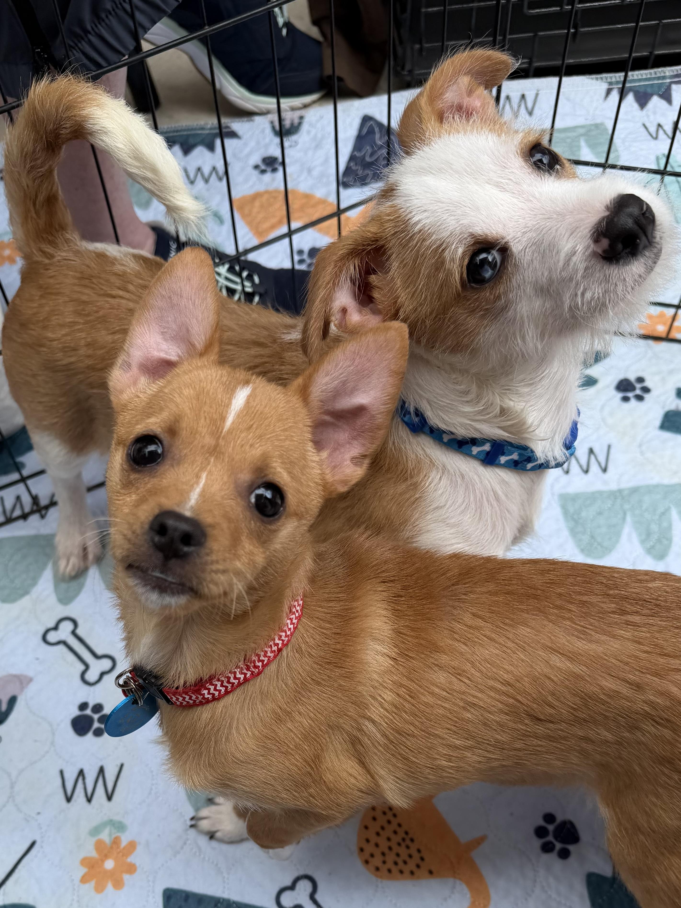 Enlarge Emily, a ADOPTABLE mixed breed in Pasadena, CA image 4/5