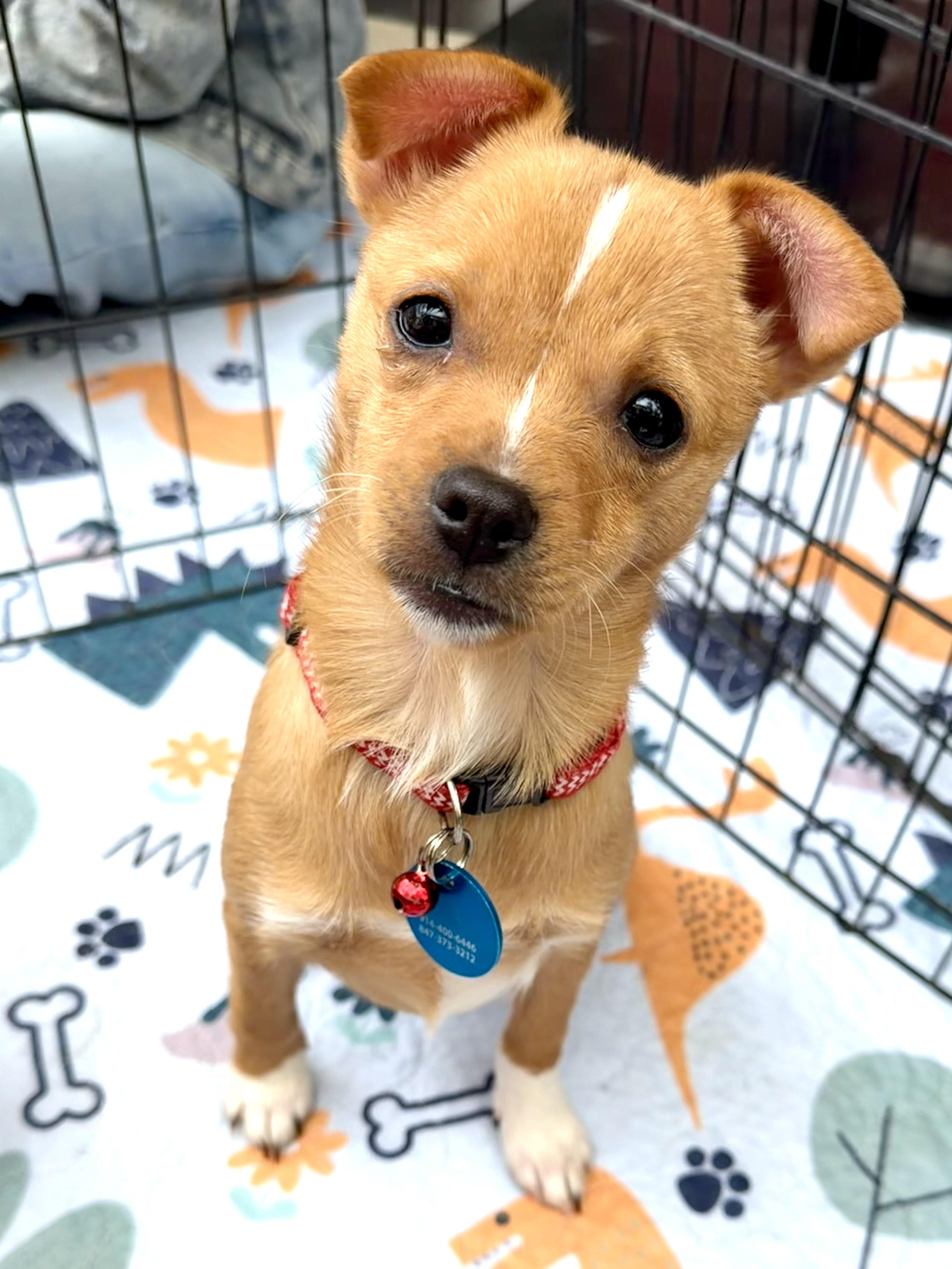 Enlarge Emily, a ADOPTABLE mixed breed in Pasadena, CA image 1/5