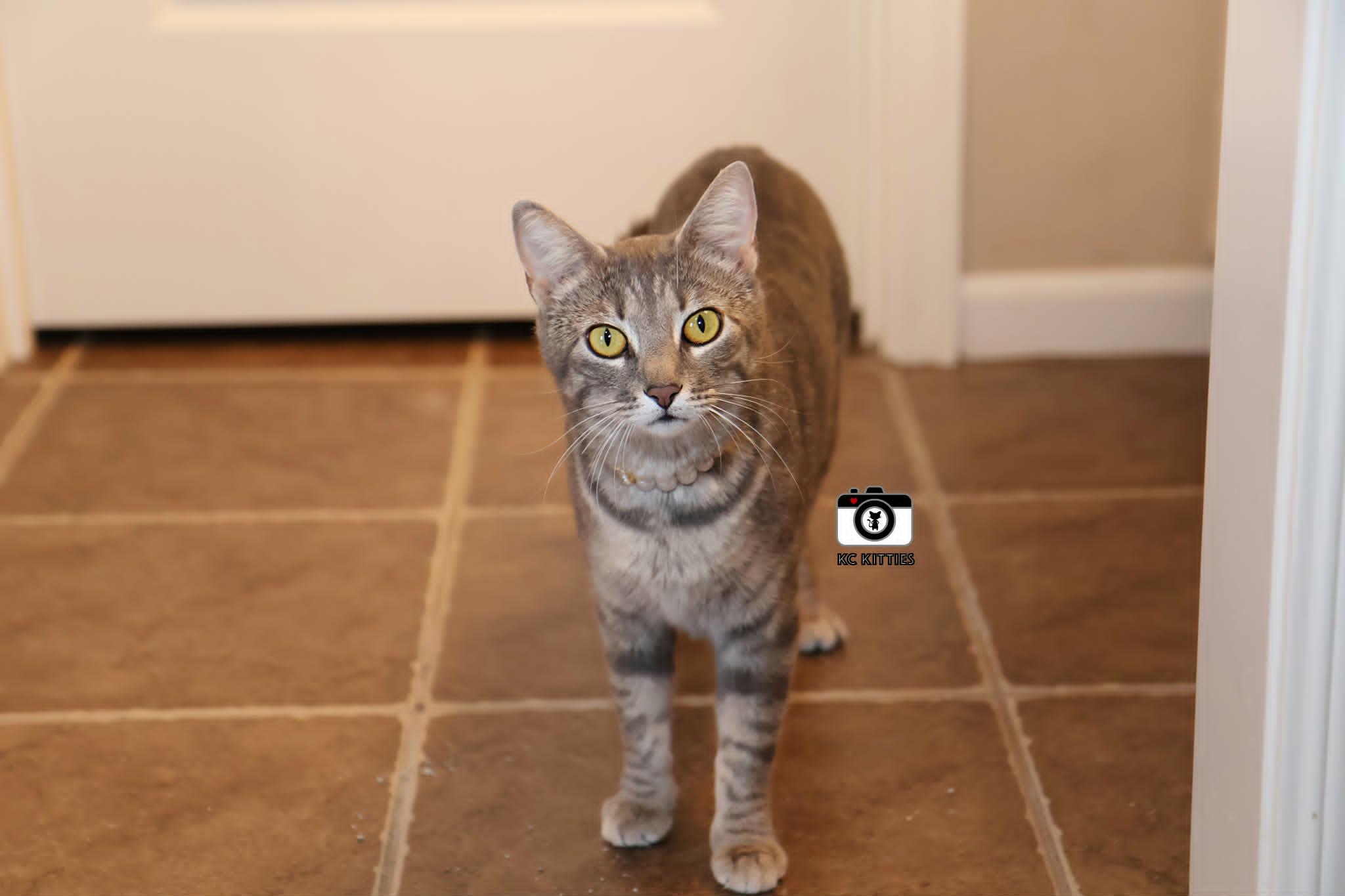Pancake, ADOPTABLE, Adult Female Domestic Short Hair.