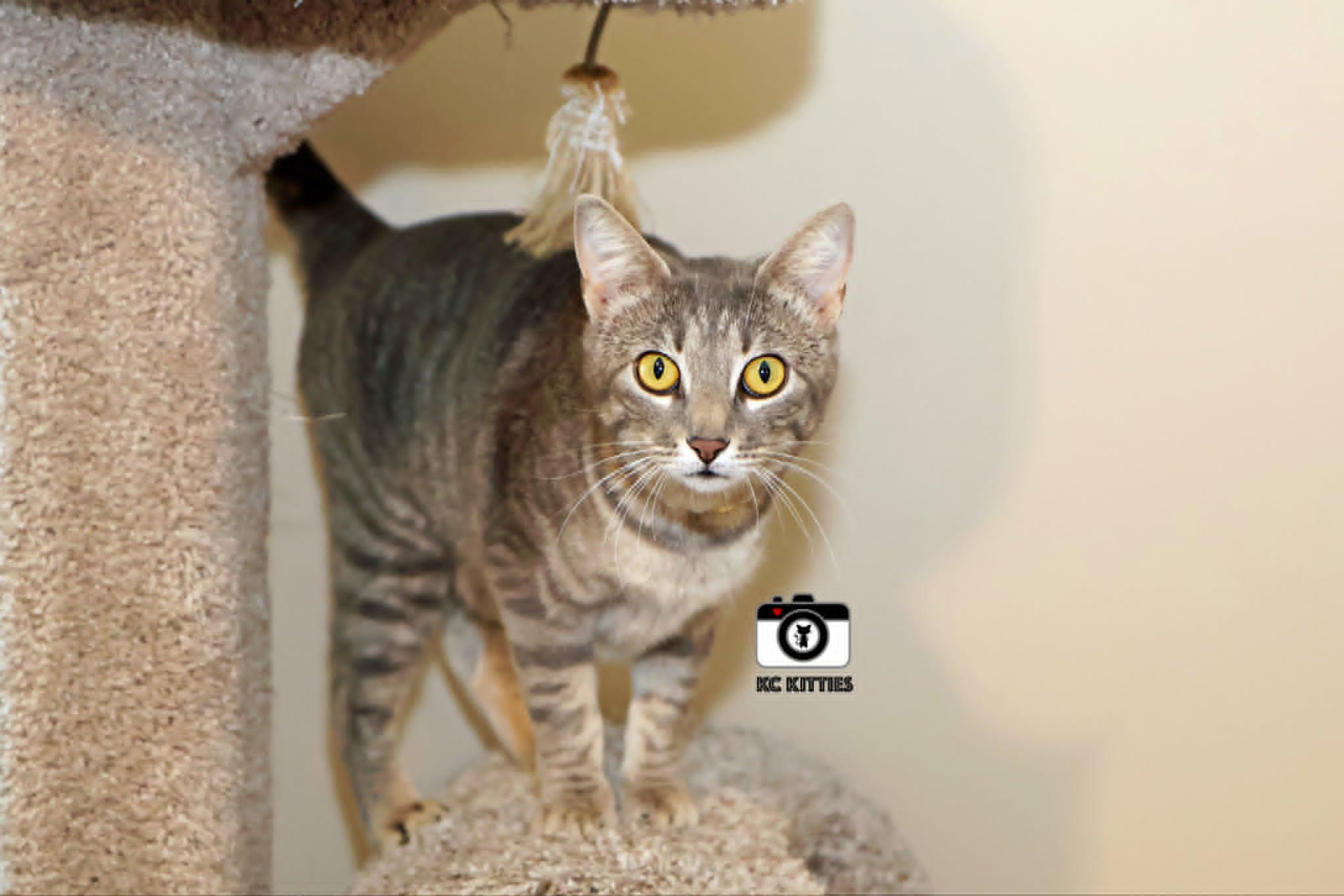Pancake, a ADOPTABLE Domestic Short Hair in Overland Park, KS image 5/5