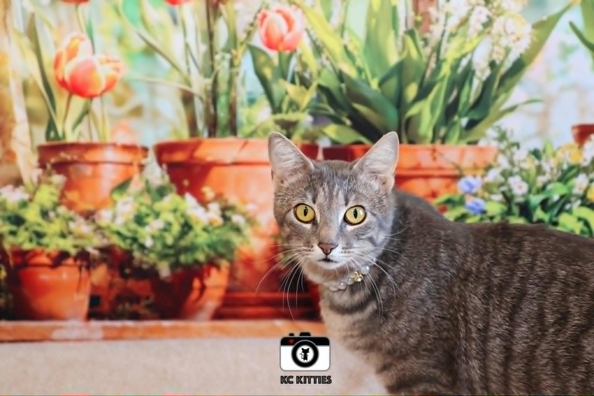 Pancake, a ADOPTABLE Domestic Short Hair in Overland Park, KS image 2/5