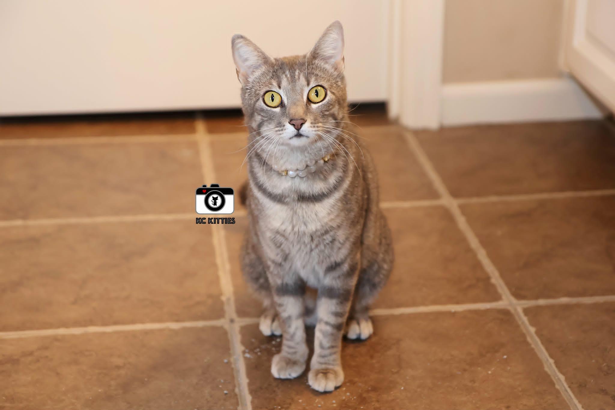 Pancake, a ADOPTABLE Domestic Short Hair in Overland Park, KS image 3/5