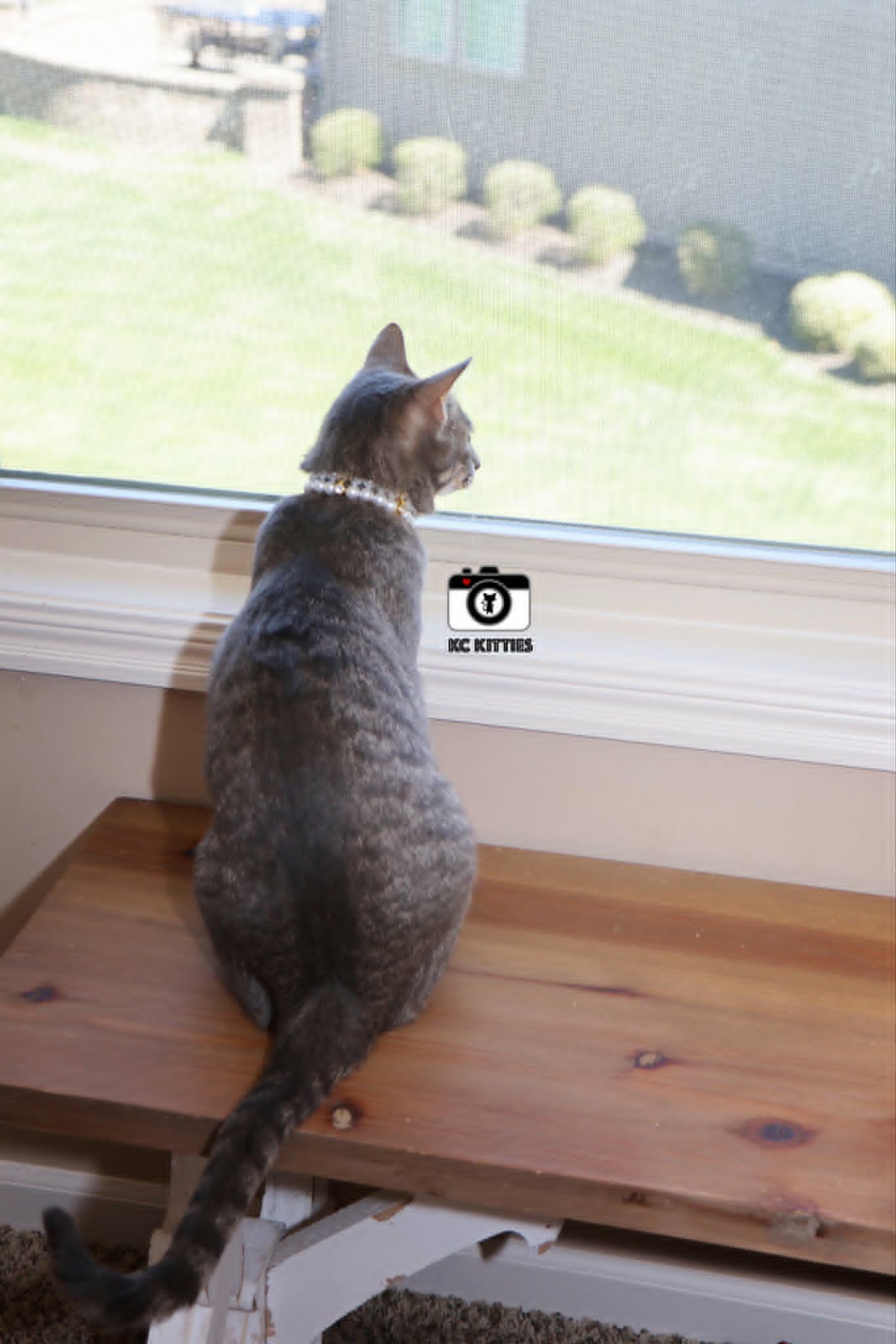 Pancake, a ADOPTABLE Domestic Short Hair in Overland Park, KS image 4/5