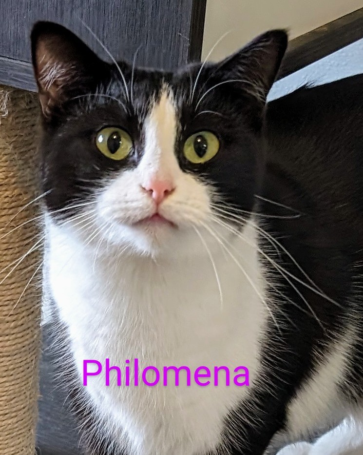 Philomena, a Adoptable Domestic Short Hair in Colfax, IA image 1/4