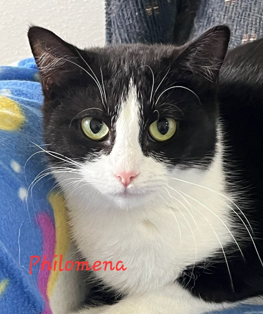 Philomena, a Adoptable Domestic Short Hair in Colfax, IA image 4/4