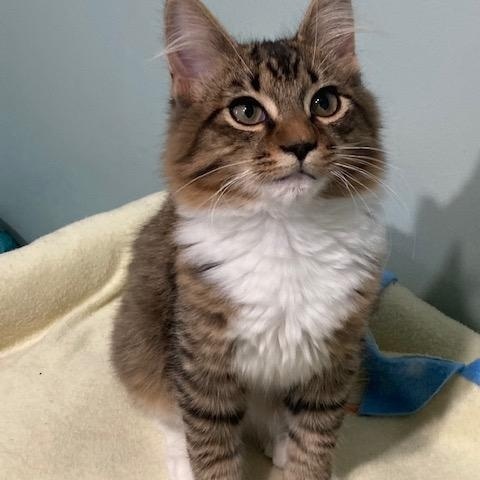 LaBOOB, ADOPTABLE, Kitten Male Domestic Medium Hair & Maine Coon.