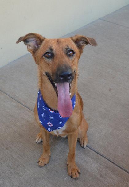 Enlarge Donut, a Adoptable German Shepherd Dog in McKinney, TX image 1/3