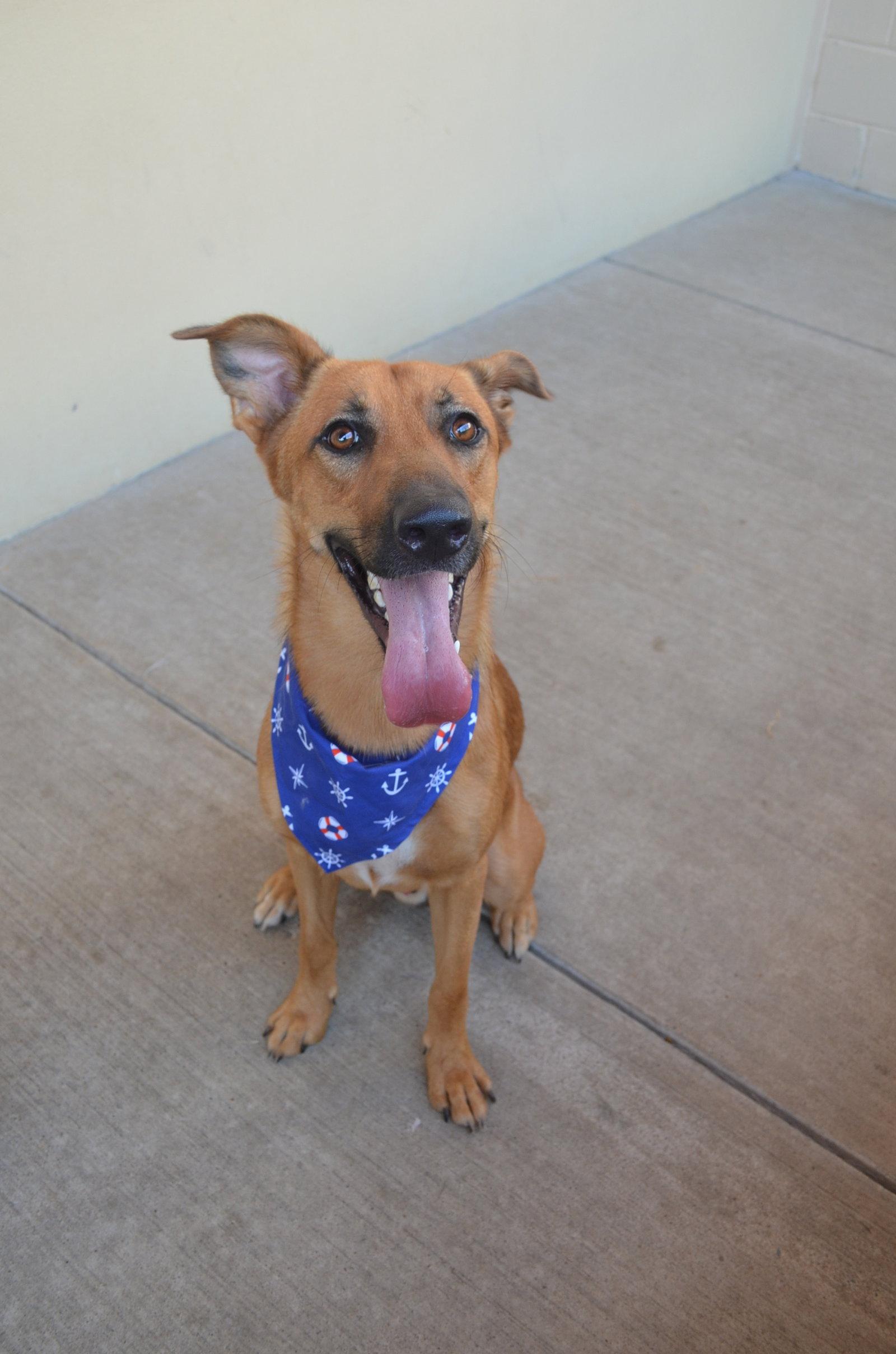 Enlarge Donut, a Adoptable German Shepherd Dog in McKinney, TX image 2/3