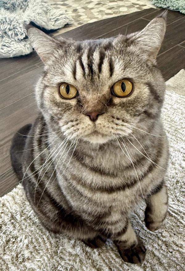 WINSTON, ADOPTABLE, Adult Male British Shorthair.