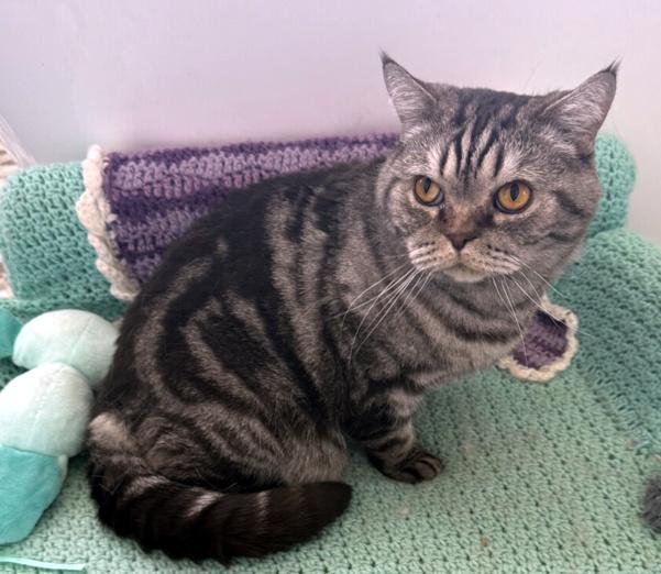 Enlarge WINSTON, a ADOPTABLE British Shorthair in Louisville, TN image 3/4