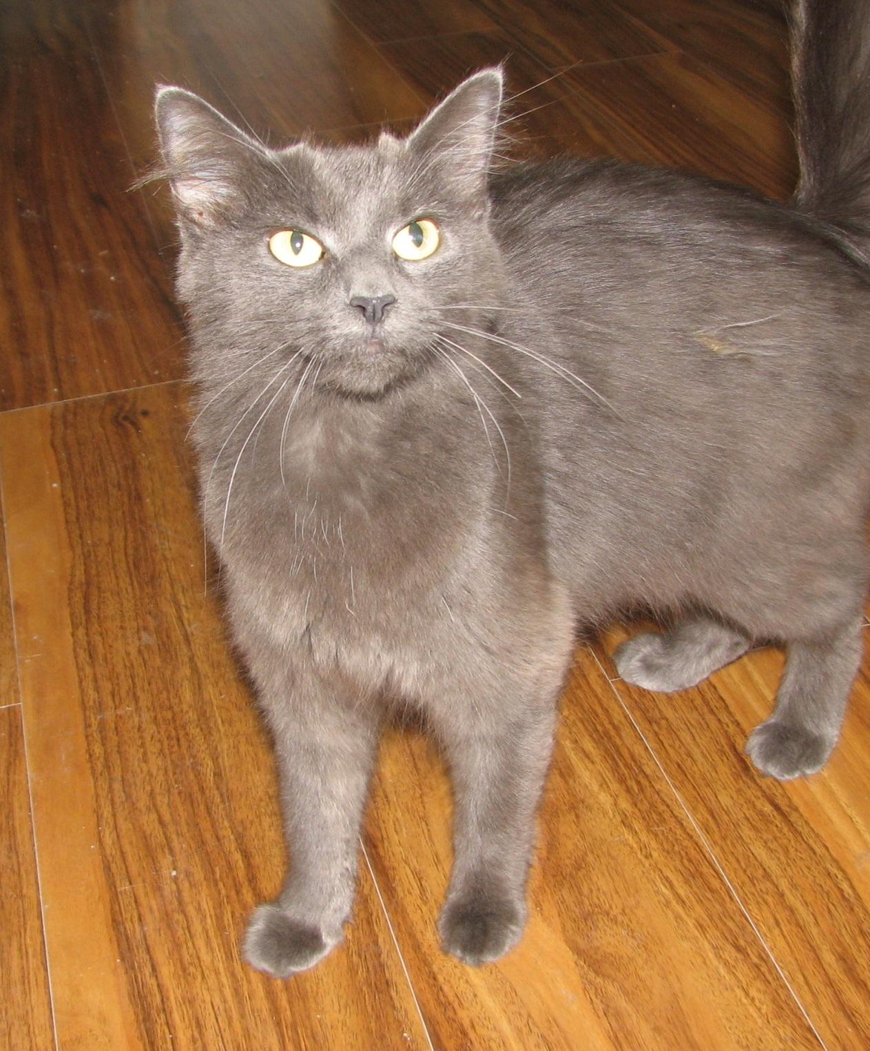 Enlarge 5493 Lynn, a ADOPTABLE Russian Blue in Lawrenceburg, KY image 4/6