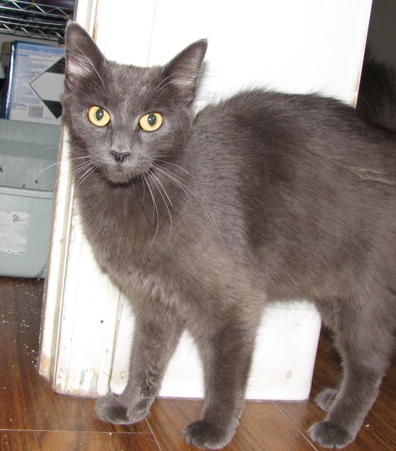 Enlarge 5493 Lynn, a ADOPTABLE Russian Blue in Lawrenceburg, KY image 2/6