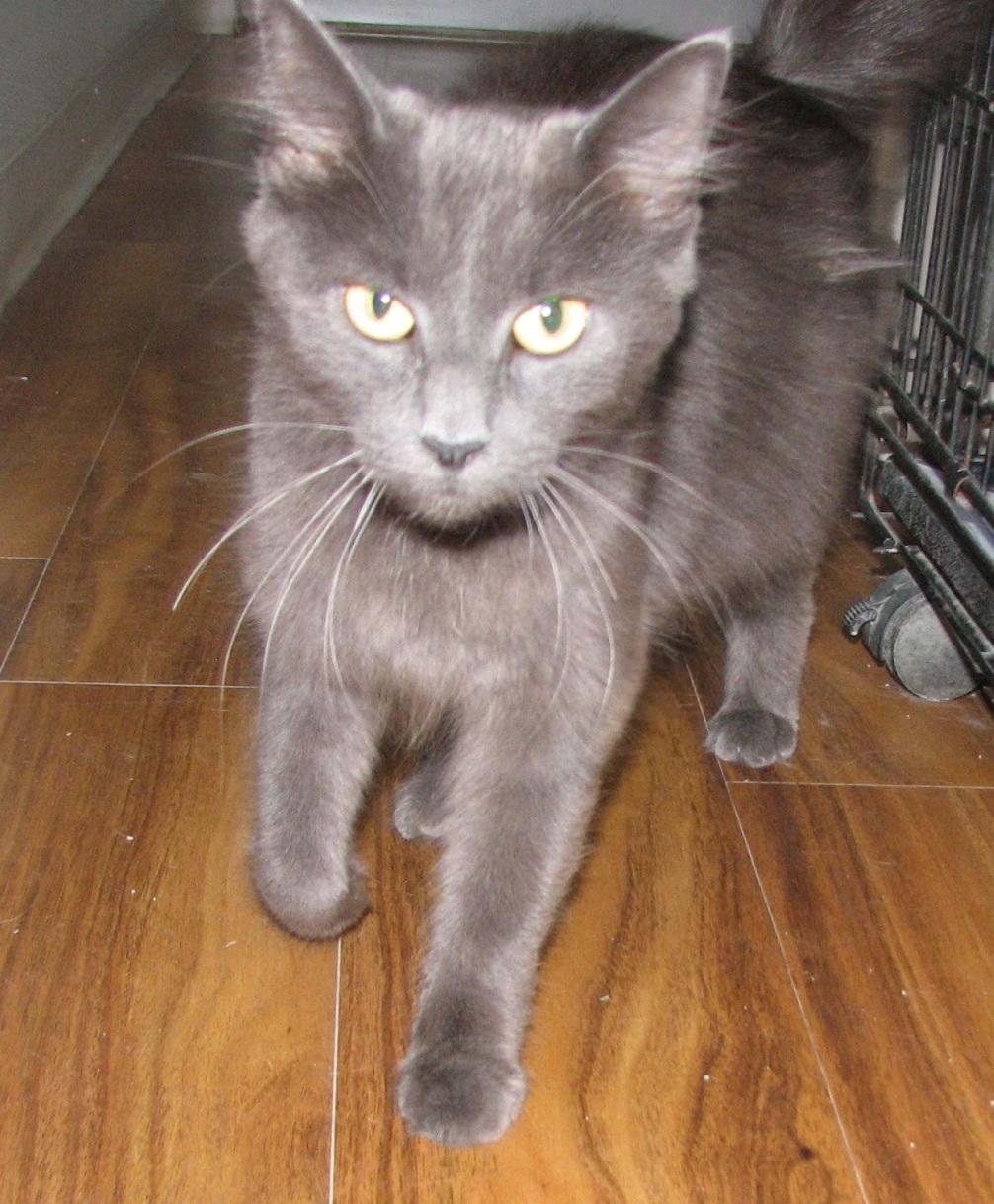 Enlarge 5493 Lynn, a ADOPTABLE Russian Blue in Lawrenceburg, KY image 5/6