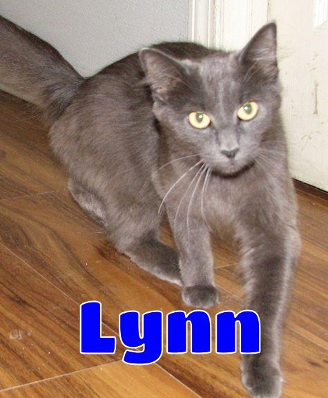 Enlarge 5493 Lynn, a ADOPTABLE Russian Blue in Lawrenceburg, KY image 1/6