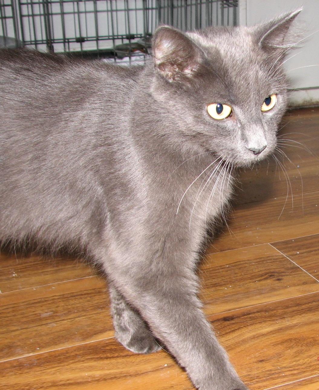 Enlarge 5493 Lynn, a ADOPTABLE Russian Blue in Lawrenceburg, KY image 6/6